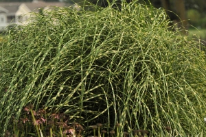 Grass Miscanthus 'Little Zebra' 